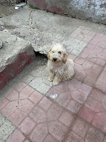 Pudel, Erkek lalafo.az -da Pudel, Erkek
