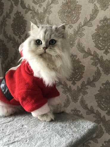 британская шиншилла баку: Шиншилла, Самец, Для вязки, Самовывоз — 1