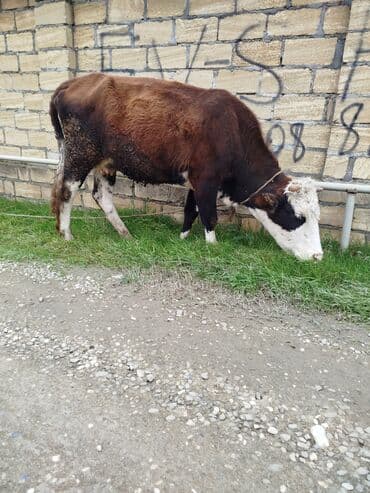 Коровы, быки: 2 bala verib boğaz sakit inəkdiMəhsul: İnək (qara-ağ başlı, qəhvəyi — 1
