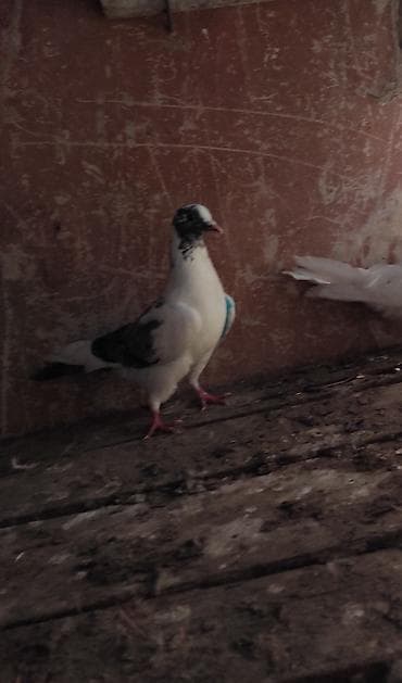 göyərcin: Barter var cüt boynu güllü yada cüt əbrəşnən güzüxallı göyquyruğ 12 — 2