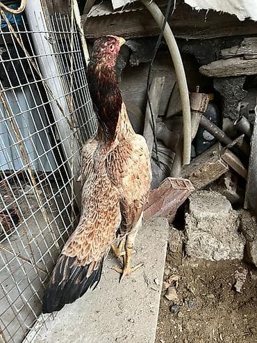 Toyuq, Damazlıq lalafo.az -da Toyuq, Damazlıq