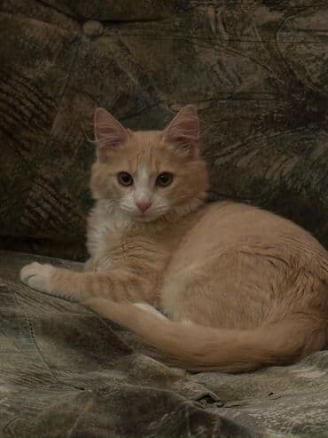 Fars, Erkək, Yaxşı əllərə, Ünvandan götürmə