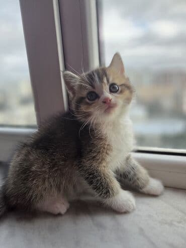 Məhsul: Scottish Təsvir: - Şəkillərdə gördüyünüz çox şirin pişik lalafo.az -da Məhsul: Scottish Təsvir: - Şəkillərdə gördüyünüz çox şirin pişik