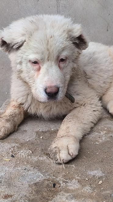 bala itler: Alabay — 10