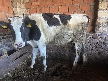 Inəklər, öküzlər: Cins sütdük sortu 2 yaşı tamam deil hele boğaz deil satılır 2100 — 1