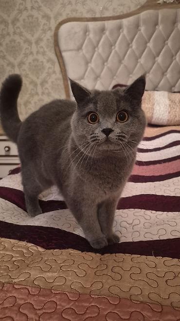 Britan, Erkək, Yaxşı əllərə, Ünvandan götürmə, Pulsuz çatdırılma, Ödənişli çatdırılma — 1