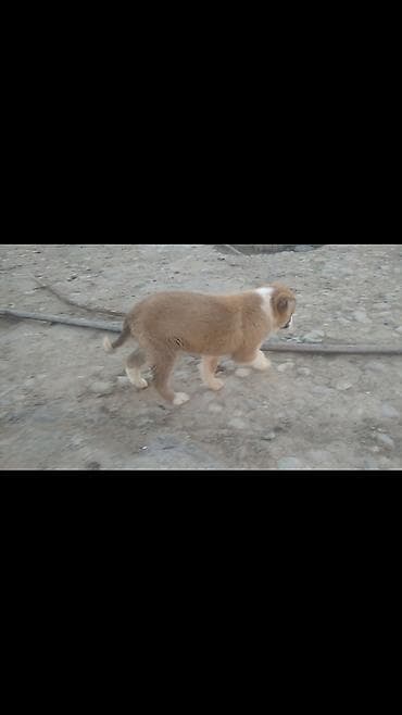 kucuk it: Alabay, Erkek — 2