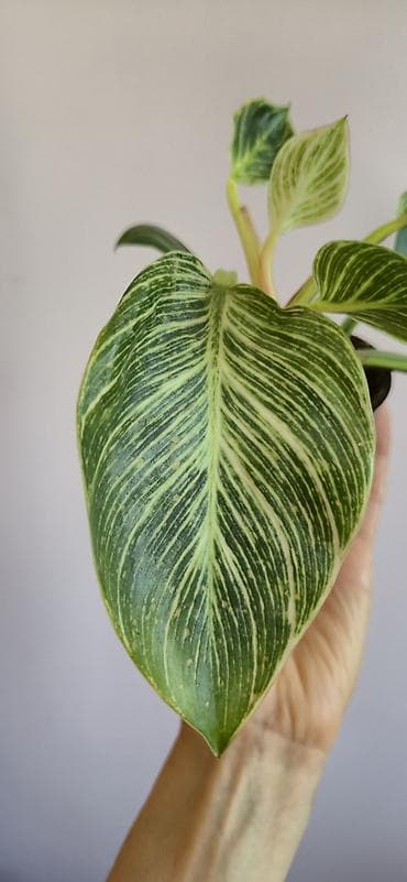 diffenbaxiya bitkisi: Philodendron birkin — 3