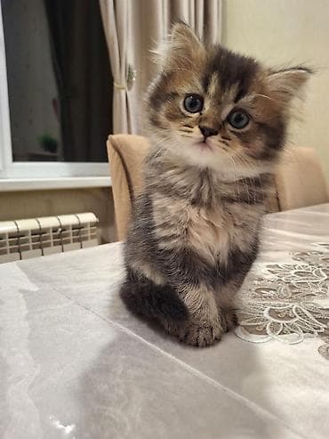 купить британская шиншилла: Британская, Самец — 1