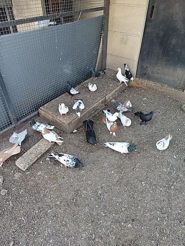 Heyvanlar üçün mallar: Yerli və iran cinsləri. Quşlar fərqli qiymətlərə satılır. Kütdə — 6