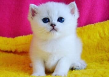 Ağ rəngli, yumşaq tüklü balaca pişik balası. - Böyük, dərin mavi