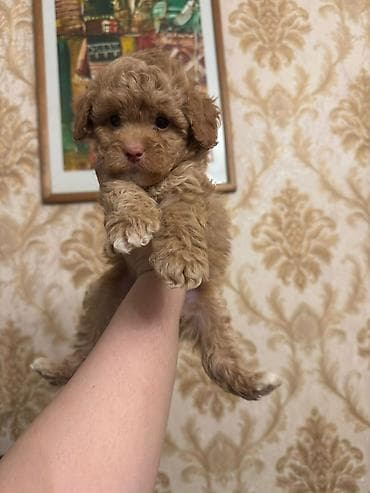 bakida at bazari: 3 ay, Dişi, Peyvəndli, Ünvandan götürmə — 10