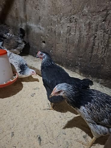 Məhsul: Qarışıq ev quşları sürüsü Tərkib: - Hinduşka cavanları (bir — 1