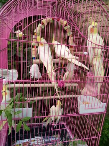 quş şekilleri: Bala var əl qusu var qiymetleri 45 Azn hamsin alana endirim tam — 2