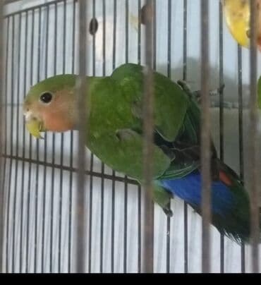 hinduşqa balaları: Tutuquşu popuqay bir üç aylıq balalar qiymət 25 - 30 azn — 1