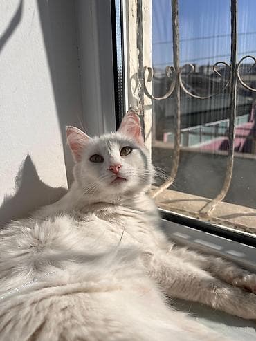 col pişiyi: Türk anqorası cinsi. Ağ, uzun tüklü ev pişiyi - Rəng: tam ağ, yumşaq — 2