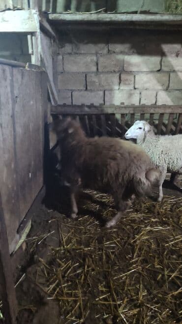 satdıq qoyunlar: Erkek Quzu satılır diri çəki ilə. Sağlam qurbana yararlı heyvandir — 1