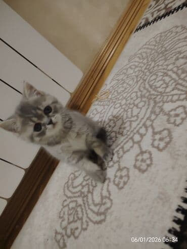 fold: Şotland, Dişi — 6