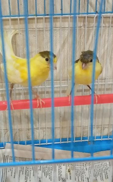 tap az at: Bülbül cavan cütlər ərkək maya — 1