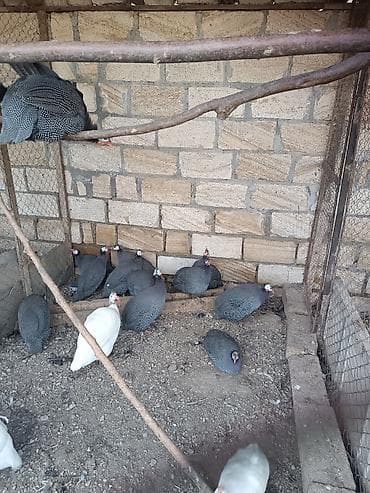 kuçinka toyuqları: Toyuq, Damazlıq — 1