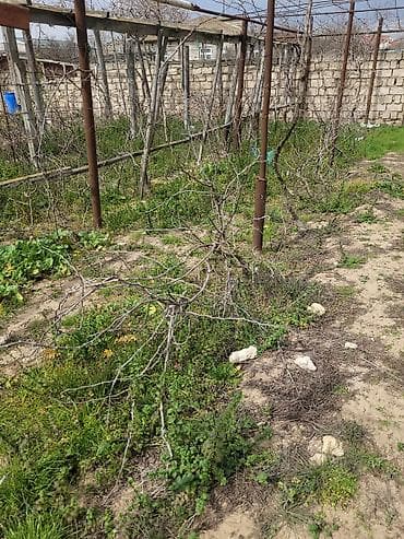 🍇 ÜZÜM AĞACLARININ SATIŞI 🍇 Bağ salmaq istəyənlər üçün hazır və — 2