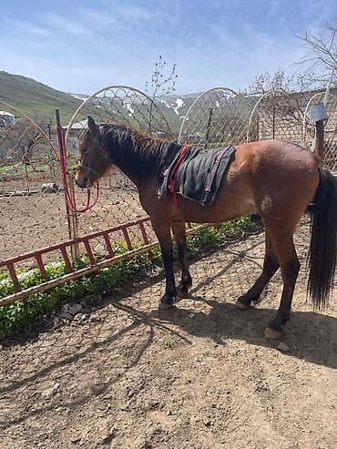 3yaşin tamam edib super erkey atdı yorga gedir çox dözumlu atdı