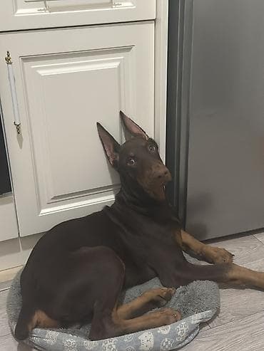 it pisik sekilleri: Doberman, 6 ay, Erkek, Peyvəndli, Ünvandan götürmə — 3