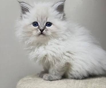 Britan, Erkək, Ödənişli çatdırılma, Ünvandan götürmə