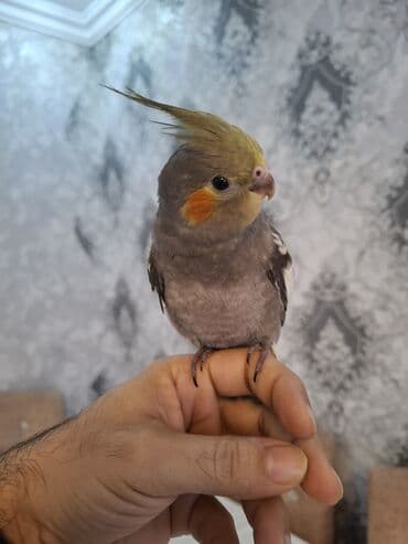 Salam oz qusumun balasidi 1 ay yarimliqdi. ev seraitinde saxlamisam