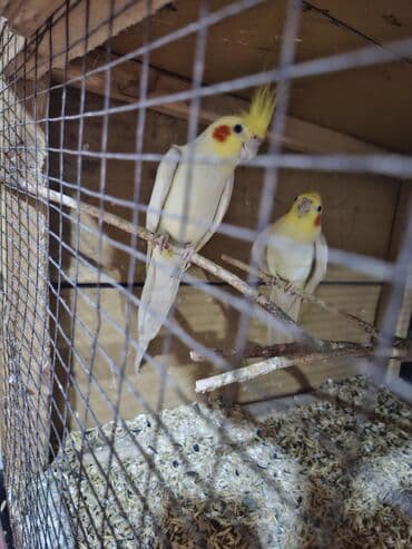 Heyvanlar üçün mallar: Karella erkey disi satilir insana orgenibler elde boyunda otururlar — 1