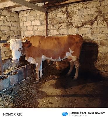 Dişi, Simental, il: 2, Südlük