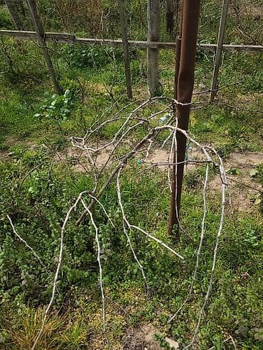 🍇 ÜZÜM AĞACLARININ SATIŞI 🍇 Bağ salmaq istəyənlər üçün hazır və