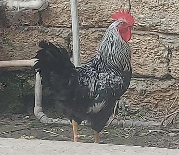 Saf qanlı, iri cins xoruz - Rəng: qara-gümüşi ləkəli gövdə, ağ-gümüş