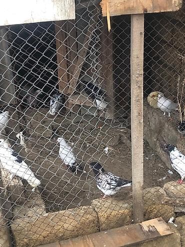 bülbül quşu: Salam tegizildilme quşlar satılır balalar balaca olduğuna gore quwxana — 1