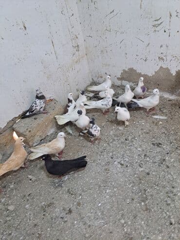 Gəmiricilər: Salam. goyercinler kom 6 manat tek tek 8 manat. goyercinle Bakının — 9