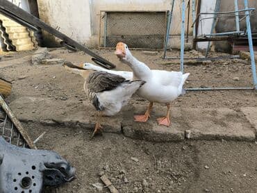 Digər heyvanlar: (uzunboyun, Asiya tipli). 5 aylıq 2 erkək 1 dişi qazlar satılır çox — 4