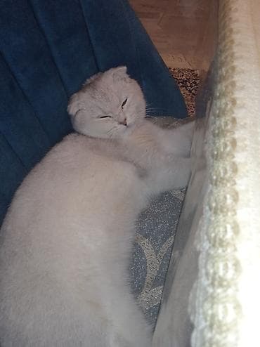 pişik sortu: Şotland — 2