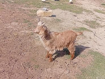 saanen keçileri: İki dənə erkek çəpiş 2 ay yarım südd içən heyvandılar ot arpa yeyillər — 3