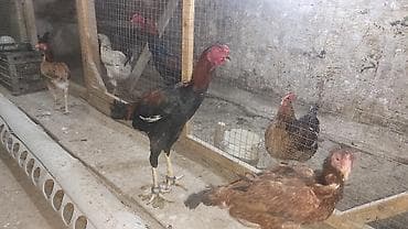 Heyvanlar: Məhsul: Uzunboylu, sərt quruluşlu yerli döyüş/eyni vaxtda ət — 6