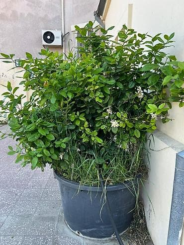 limon ağacları: Böyük ölçülü qablarda ətirli limon ağacı - Bitki: Qabda yetişdirilən — 2