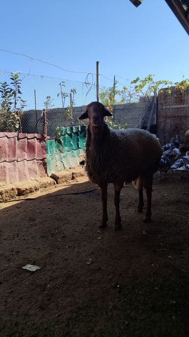 qoyun qiyməti 2024: Damazlıq veya ətlik Toglu Satılır Sağlamdır heç bir problemi yoxdu — 1