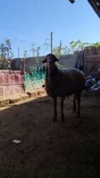 Salam Sağlam kök Toglu Satilir heyvan Kurdexanidadi diri çəki ilə lalafo.az -da Salam Sağlam kök Toglu Satilir heyvan Kurdexanidadi diri çəki ilə