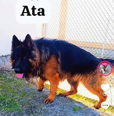 Alman çoban iti, 1 ay, Erkek, Ödənişli çatdırılma