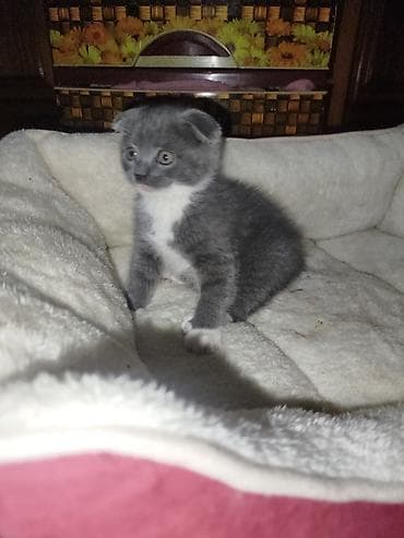 pekines balası: Şotland yastı qulaq — 2