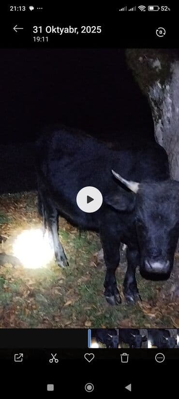 cins inekler: Satışda: 2 baş iri buynuzlu mal-qaranın təsvirləri - Növ: inək (dişi — 3