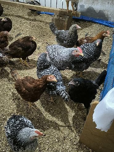 Pişiklər: DİQQƏT ELANI DİQQƏTLƏ OXUYUN ❗ — 2