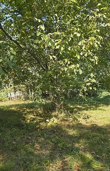 alatavada satilan evler: 1. sut. torpaq etyacım var xayiş edirəm imkan qardaşlarda ve — 1