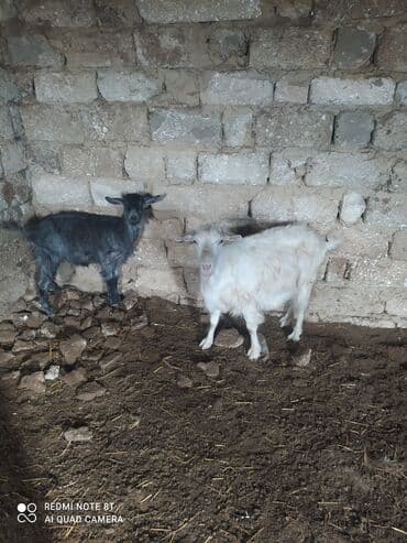 cepis sekilleri: Ana bala satılır anada boğazdır balasıda boğazdır damazlıq üçün — 2