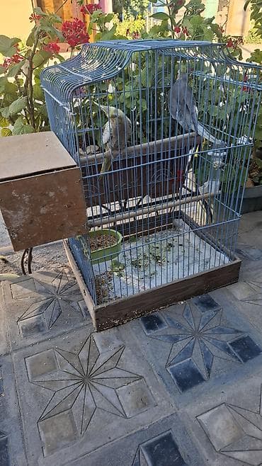 попугай корелла: Nimfa papuqayları (Cockatiel) – cütlük - Növ: Nimfa (Nymphicus — 3