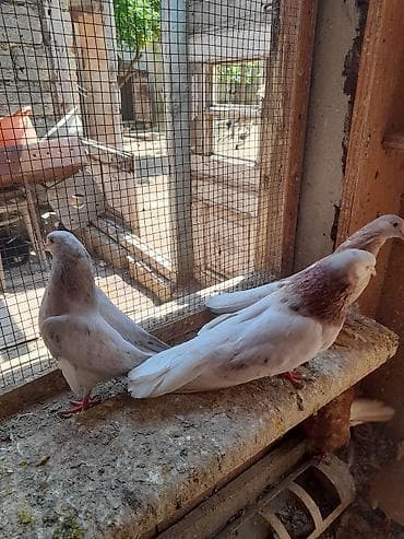 quş qaz: Esenlerden qiymet cutüne aiddir unvan Suraxani balalar satilir — 3